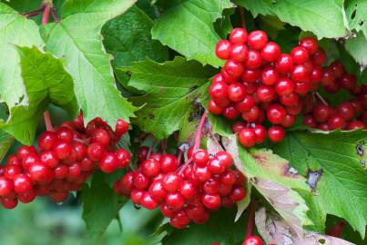 Fotografia da espécie Viburnum opulus