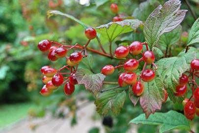 Fotografia da espécie Viburnum opulus