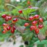 Fotografia 8 da espécie Viburnum opulus do Jardim Botânico UTAD