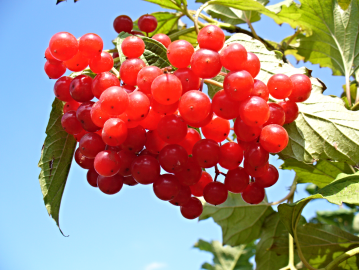 Fotografia da espécie Viburnum opulus