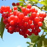 Fotografia 9 da espécie Viburnum opulus do Jardim Botânico UTAD