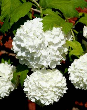 Fotografia 10 da espécie Viburnum opulus no Jardim Botânico UTAD