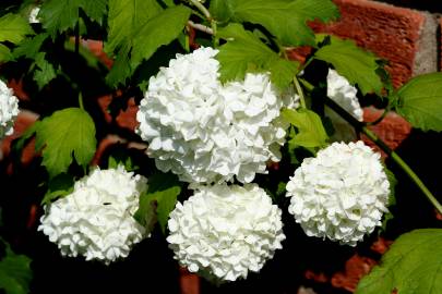 Fotografia da espécie Viburnum opulus