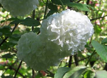 Fotografia da espécie Viburnum opulus