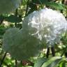 Fotografia 11 da espécie Viburnum opulus do Jardim Botânico UTAD