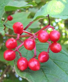 Fotografia da espécie Viburnum opulus