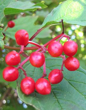 Fotografia 13 da espécie Viburnum opulus no Jardim Botânico UTAD