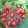 Fotografia 13 da espécie Viburnum opulus do Jardim Botânico UTAD