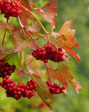 Fotografia 14 da espécie Viburnum opulus no Jardim Botânico UTAD