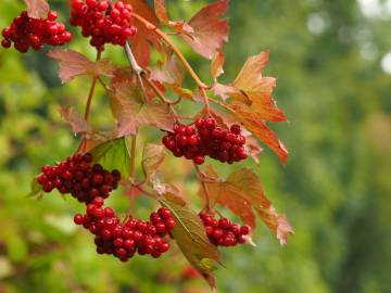 Fotografia da espécie Viburnum opulus