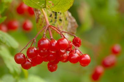 Fotografia da espécie Viburnum opulus