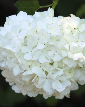 Fotografia 16 da espécie Viburnum opulus no Jardim Botânico UTAD