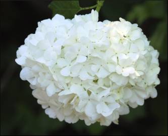 Fotografia da espécie Viburnum opulus