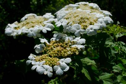 Fotografia da espécie Viburnum opulus