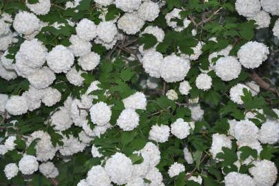 Fotografia da espécie Viburnum opulus