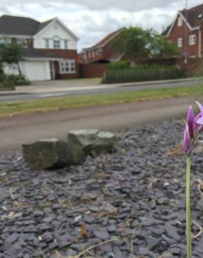 Fotografia 8 da espécie Tulbaghia violacea no Jardim Botânico UTAD