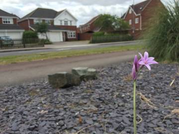 Fotografia da espécie Tulbaghia violacea