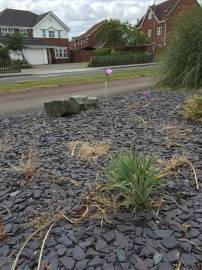 Fotografia da espécie Tulbaghia violacea