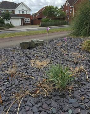 Fotografia 9 da espécie Tulbaghia violacea no Jardim Botânico UTAD