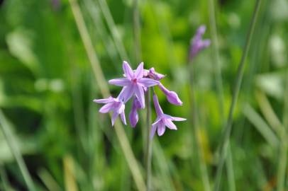 Fotografia da espécie Tulbaghia violacea