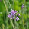 Fotografia 10 da espécie Tulbaghia violacea do Jardim Botânico UTAD