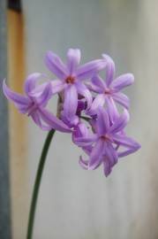 Fotografia da espécie Tulbaghia violacea