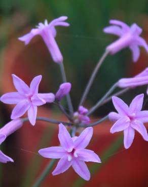 Fotografia 12 da espécie Tulbaghia violacea no Jardim Botânico UTAD