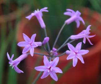 Fotografia da espécie Tulbaghia violacea