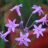 Fotografia 12 da espécie Tulbaghia violacea do Jardim Botânico UTAD