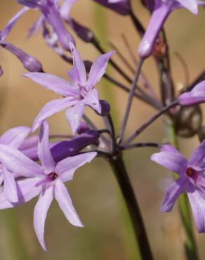 Fotografia 13 da espécie Tulbaghia violacea no Jardim Botânico UTAD