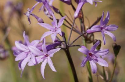 Fotografia da espécie Tulbaghia violacea