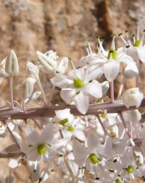 Fotografia 9 da espécie Drimia maritima no Jardim Botânico UTAD