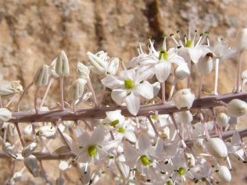 Fotografia da espécie Drimia maritima