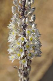 Fotografia da espécie Drimia maritima