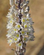 Fotografia da espécie Drimia maritima