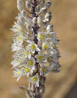 Fotografia 1 da espécie Drimia maritima no Jardim Botânico UTAD