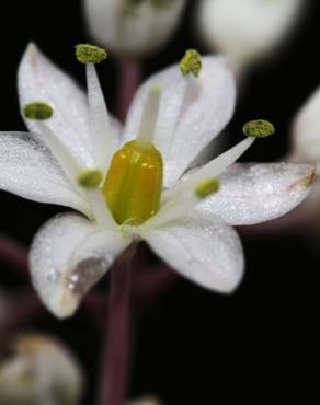 Fotografia 13 da espécie Drimia maritima no Jardim Botânico UTAD