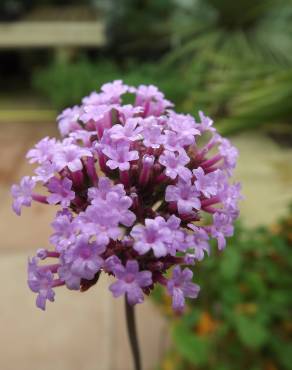 Fotografia 8 da espécie Verbena bonariensis no Jardim Botânico UTAD