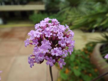 Fotografia da espécie Verbena bonariensis