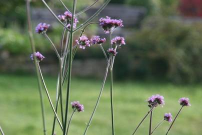 Fotografia da espécie Verbena bonariensis