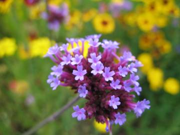 Fotografia da espécie Verbena bonariensis