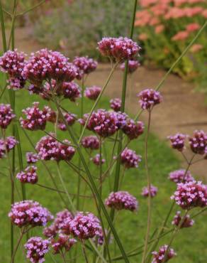 Fotografia 12 da espécie Verbena bonariensis no Jardim Botânico UTAD