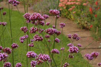 Fotografia da espécie Verbena bonariensis