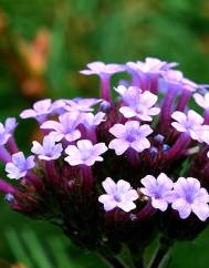 Verbena bonariensis