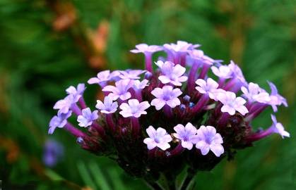 Fotografia da espécie Verbena bonariensis