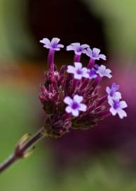 Fotografia da espécie Verbena bonariensis