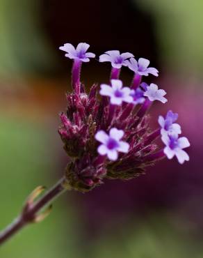 Fotografia 13 da espécie Verbena bonariensis no Jardim Botânico UTAD