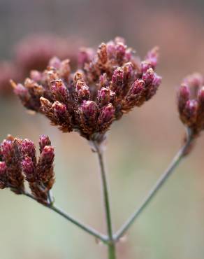 Fotografia 14 da espécie Verbena bonariensis no Jardim Botânico UTAD