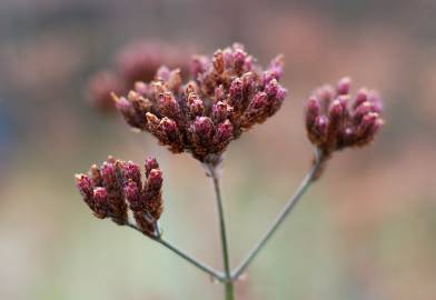 Fotografia da espécie Verbena bonariensis