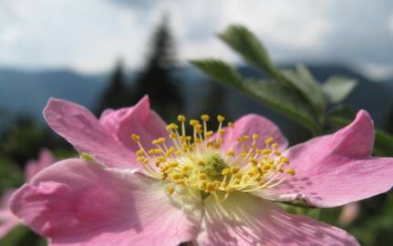 Fotografia da espécie Rosa villosa